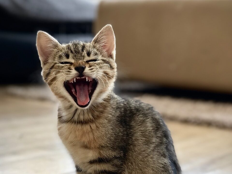 silver tabby kitten on floor