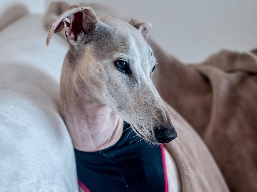 short-coated gray dog on sofa