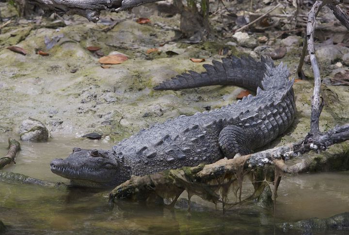 American Crocodile