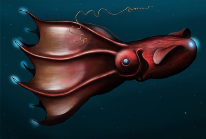 Vampire Squid 
