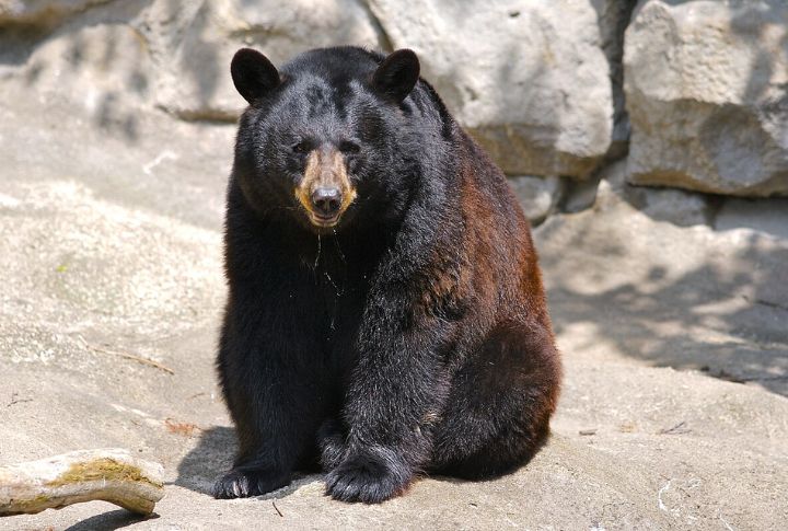Black Bear