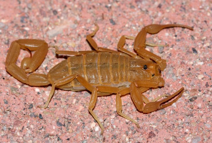 Arizona Bark Scorpion