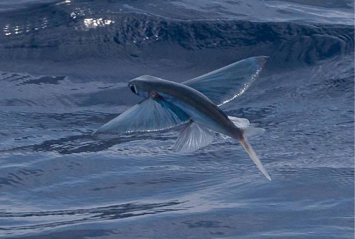 Flying Fish