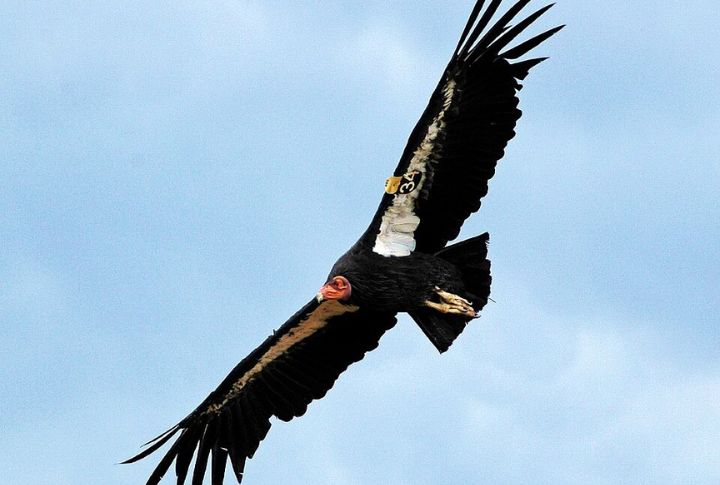 California Condor
