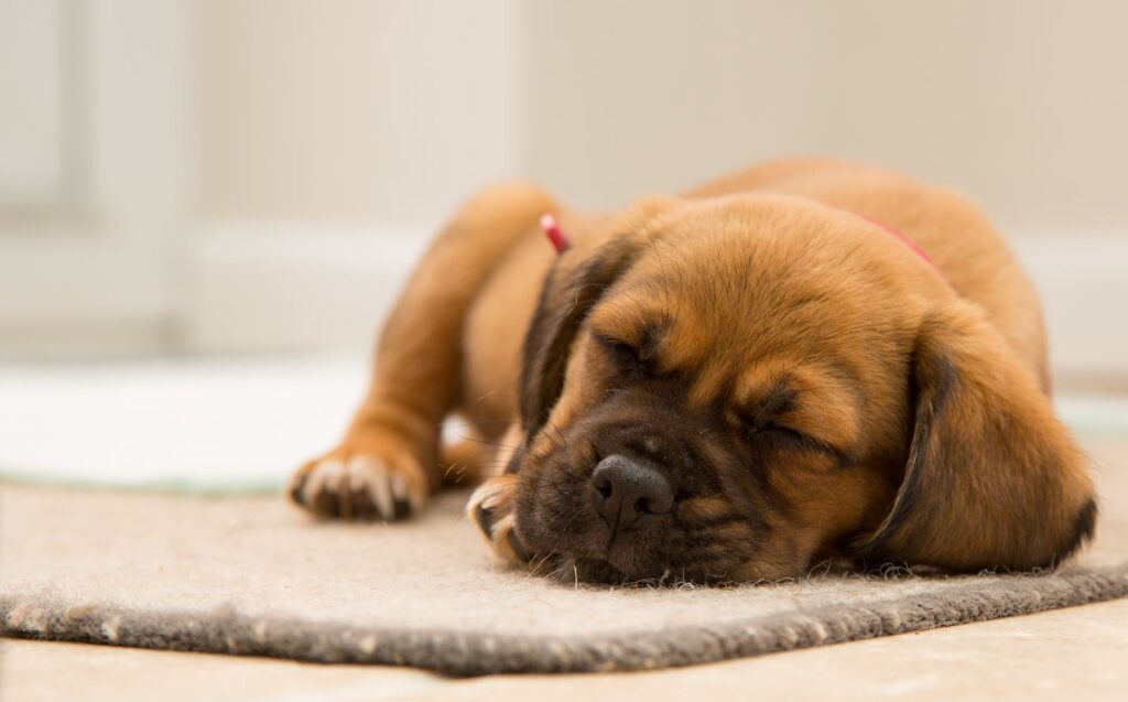 A cute puppy peacefully sleeping indoors on a soft mat.