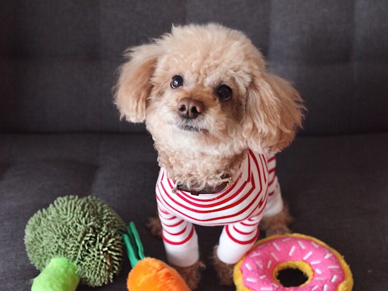 brown toy poodle puppy on sofa