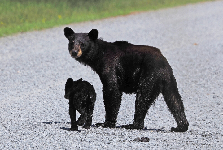 Black Bear In North Carolina's Coastal Plain