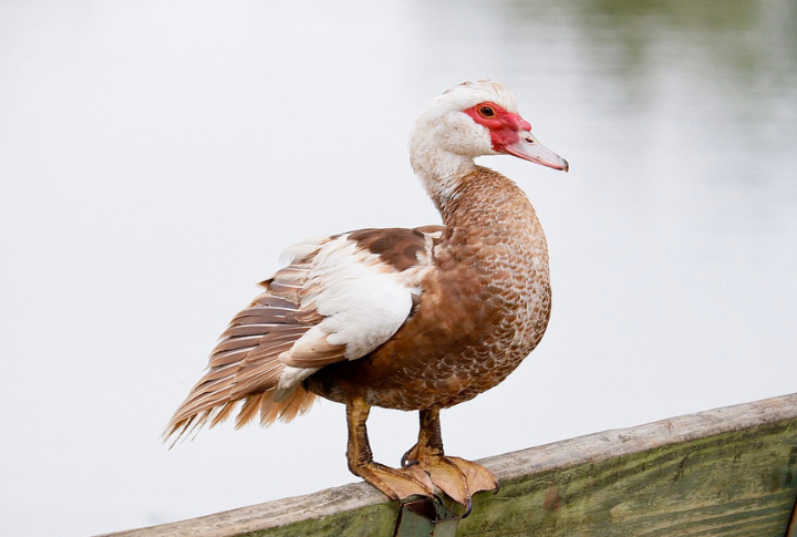 Ducks On Arkansas’s Public Timberlands