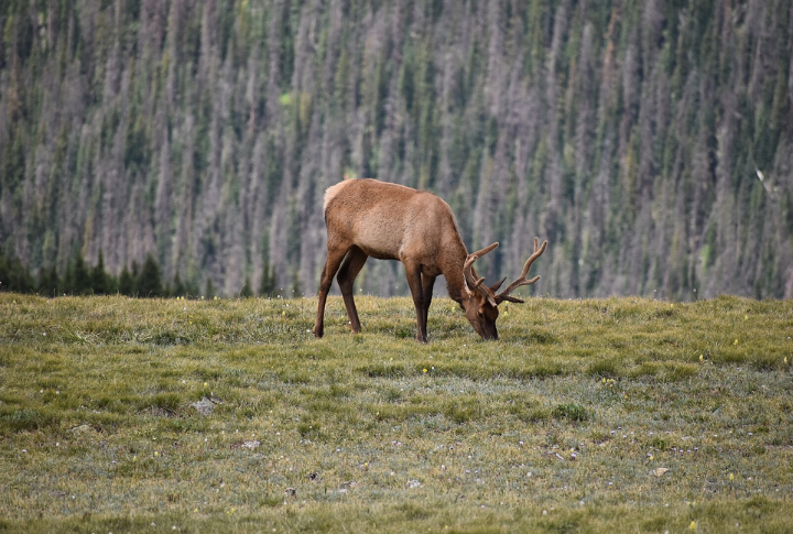 Elk In Colorado’s OTC Units