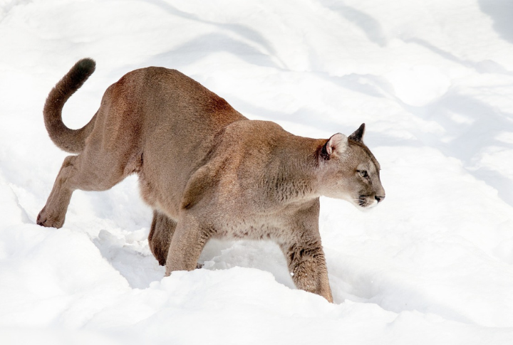 Mountain Lions In Idaho’s Panhandle