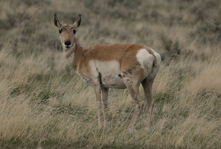 Pronghorn Antelope In Wyoming
