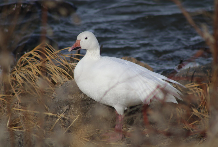 Snow Geese In South Dakota’s Spring Conservation Order