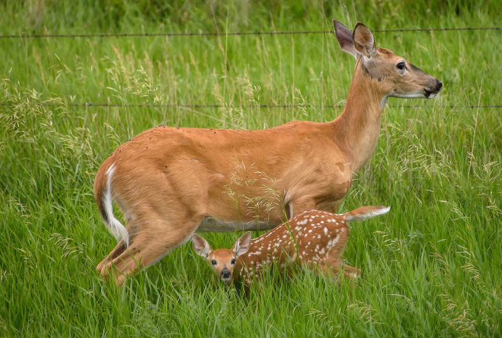 Whitetail In North Dakota’s Badlands