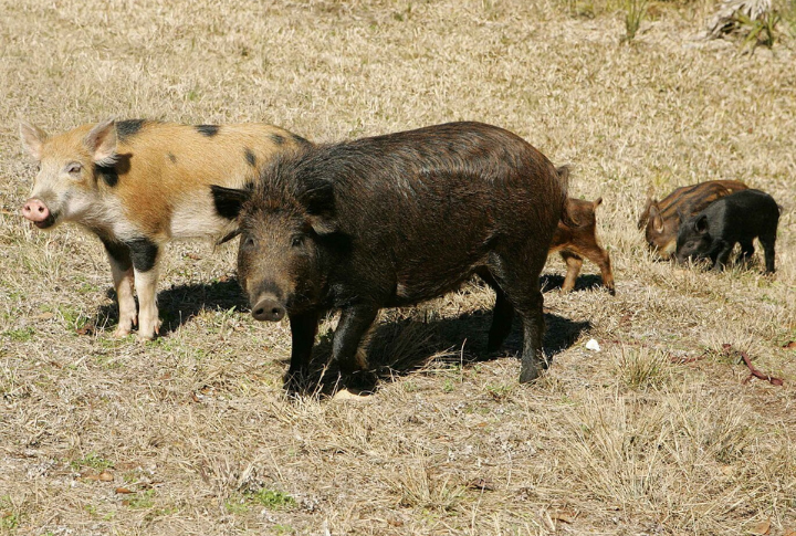 Wild Hogs In Texas Hill Country