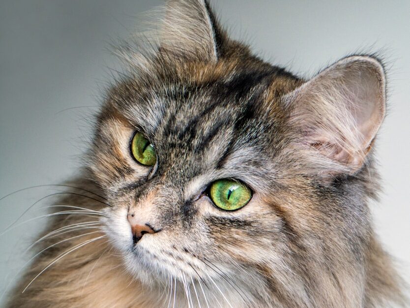 focus photography of long-fur brown cat