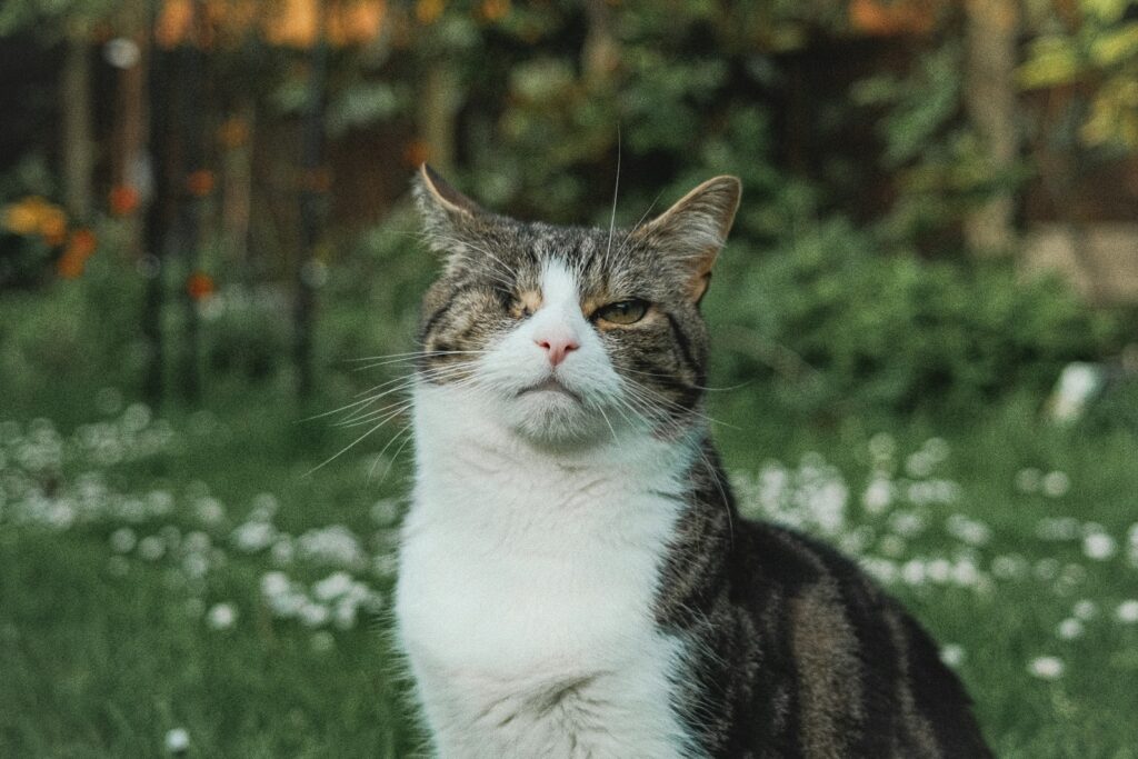 a cat that is sitting in the grass