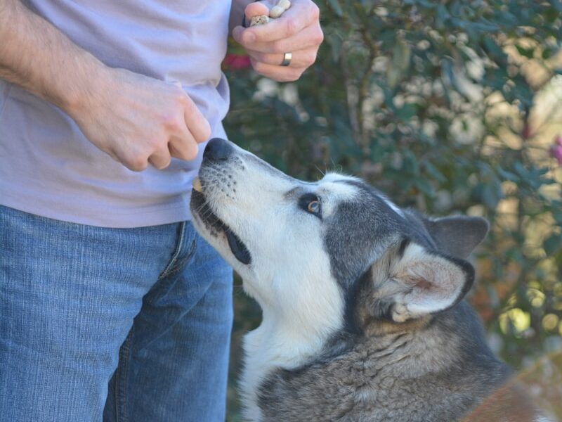 a man standing next to a husky dog