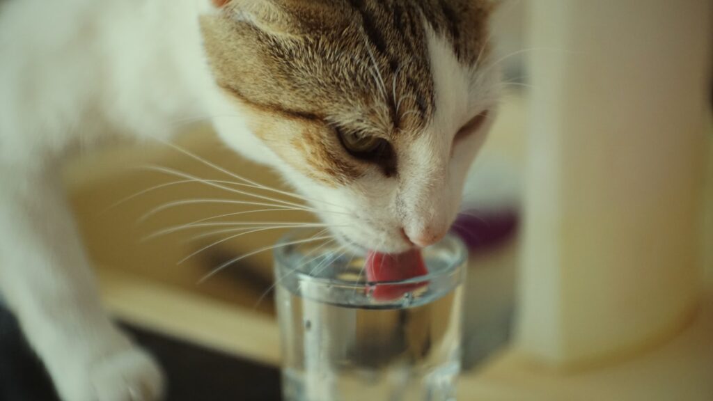 A cat licking a glass of water on a table