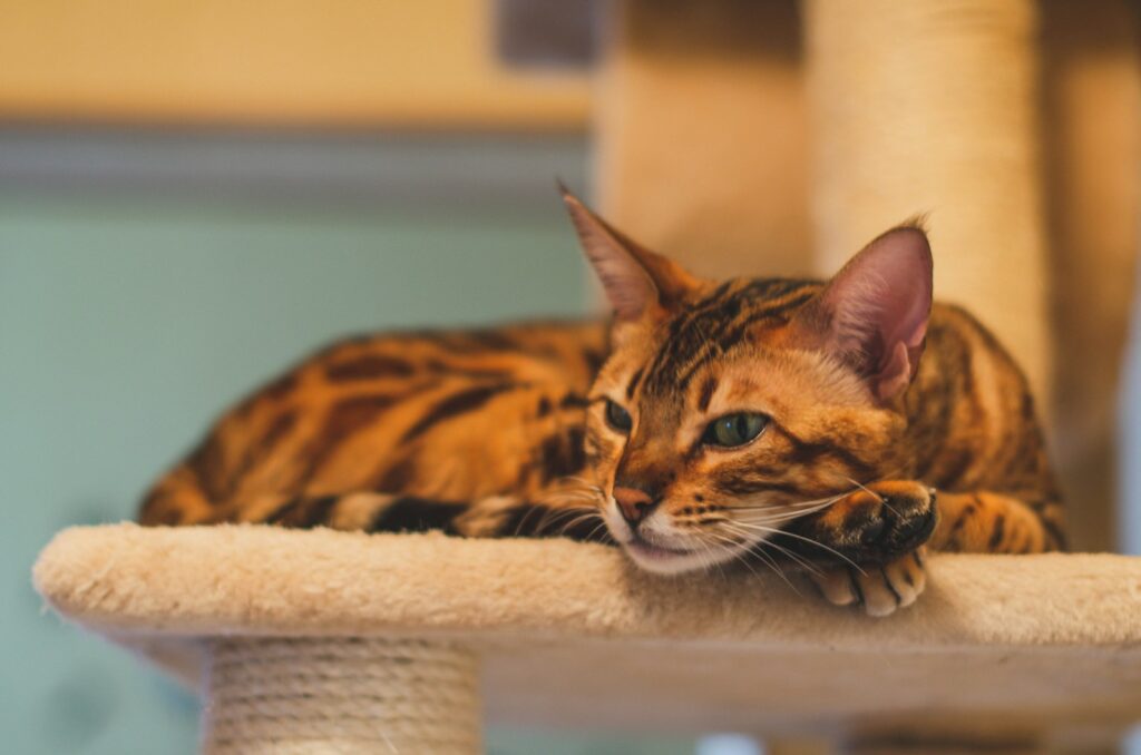 a cat laying on top of a scratching post