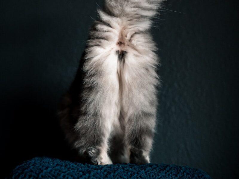 a fluffy cat sitting on top of a blue blanket