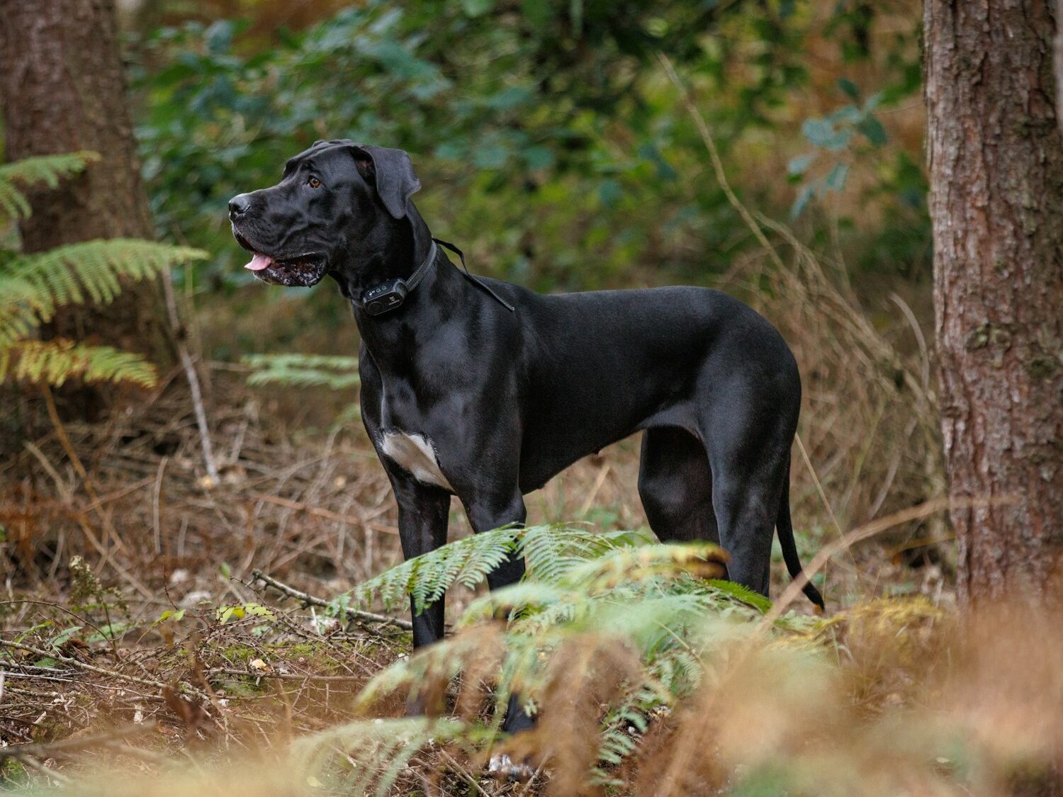 a large black dog standing in the woods