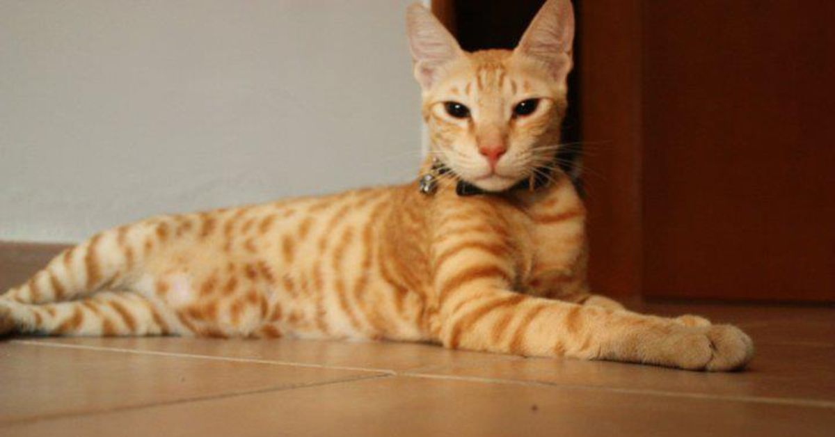 15 Cat Breeds With Orange Coat Variations - Worthly