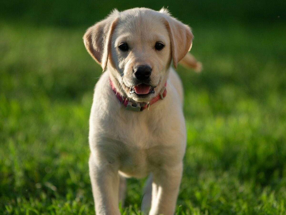 yellow Labrador retriever puppy