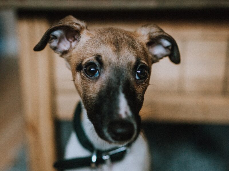short-coated white and tan puppy near wooden boar