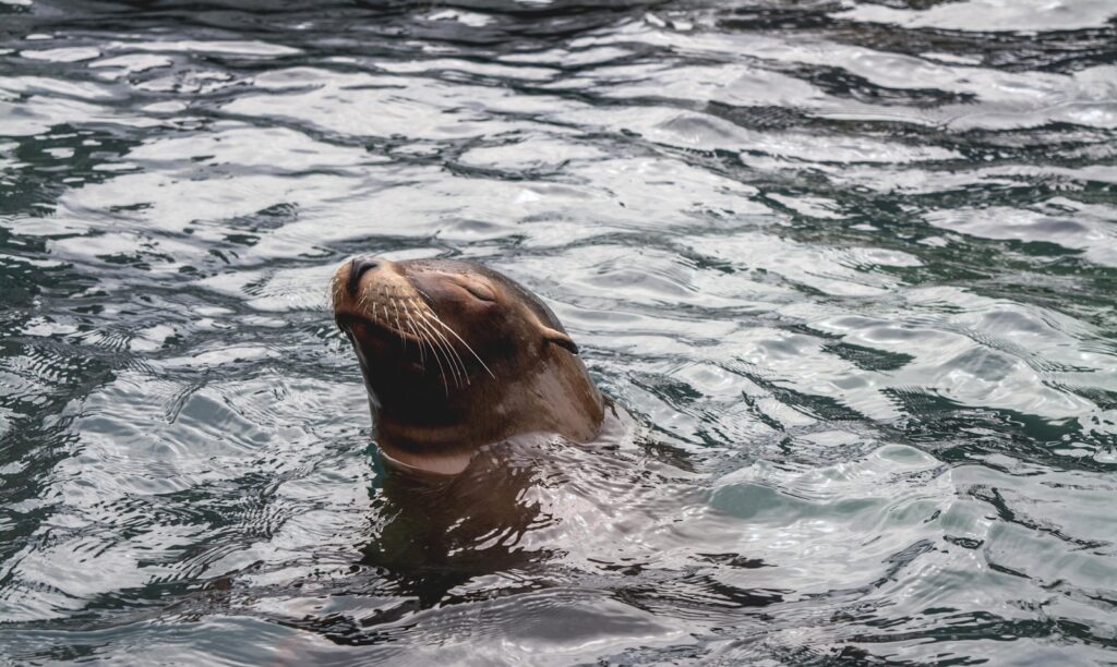 swimming brown seal