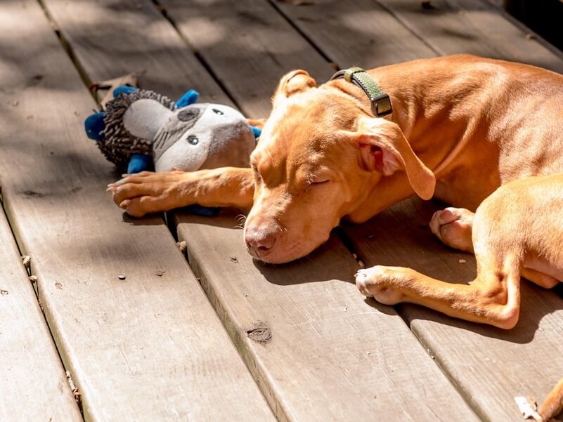 a dog sleeping with stuffed animals