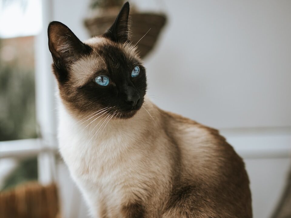 Siamese cat