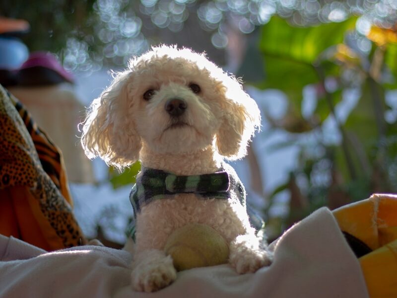 long-coat white dog on grey textile
