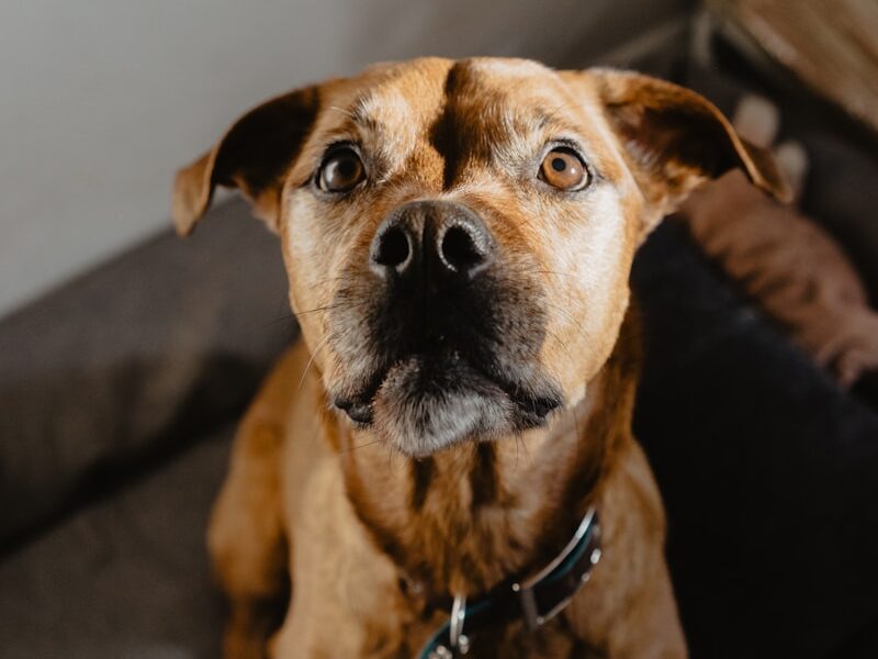 brown short coated dog sitting on gray couch