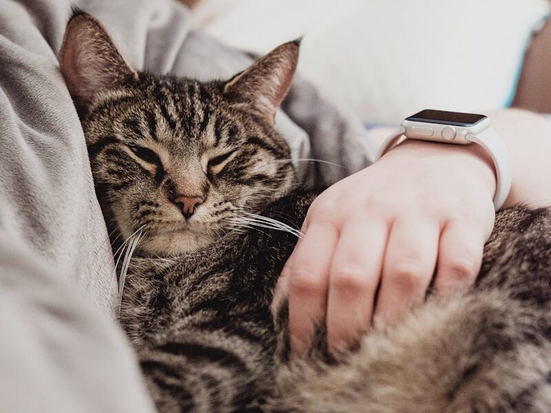 person holding gray tabby cat while lying on bed