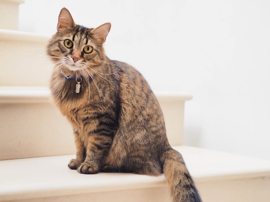 brown tabby cat on white stairs