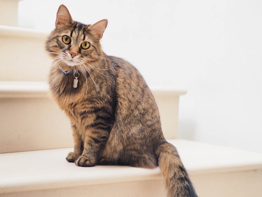 brown tabby cat on white stairs