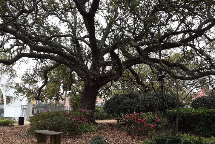 Congo Square Gatherings Mixed Catholic Rites With African Spirituality