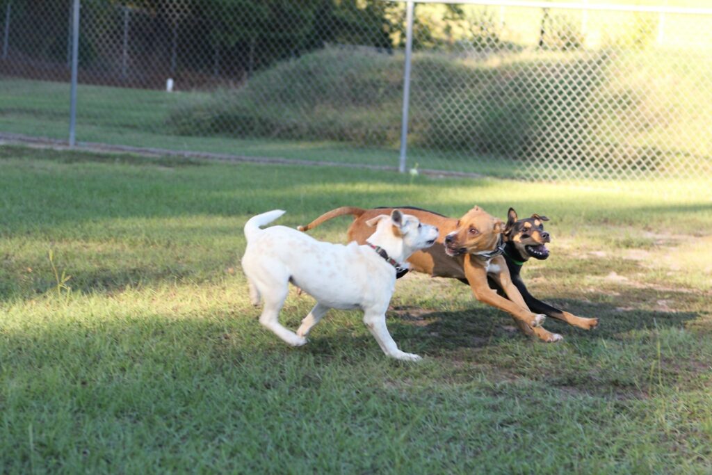 a group of dogs playing with each other in a field
