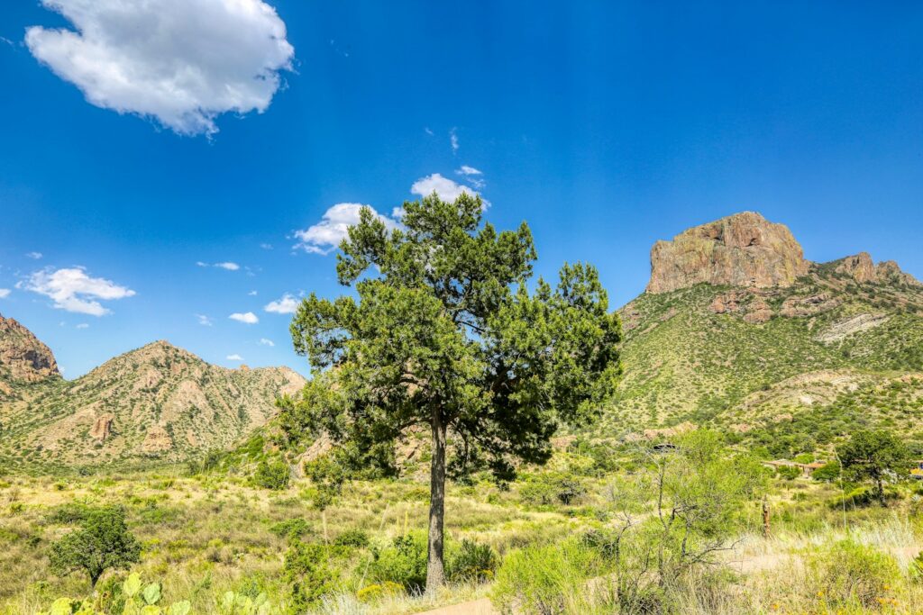 green trees on mountain under blue sky during daytime