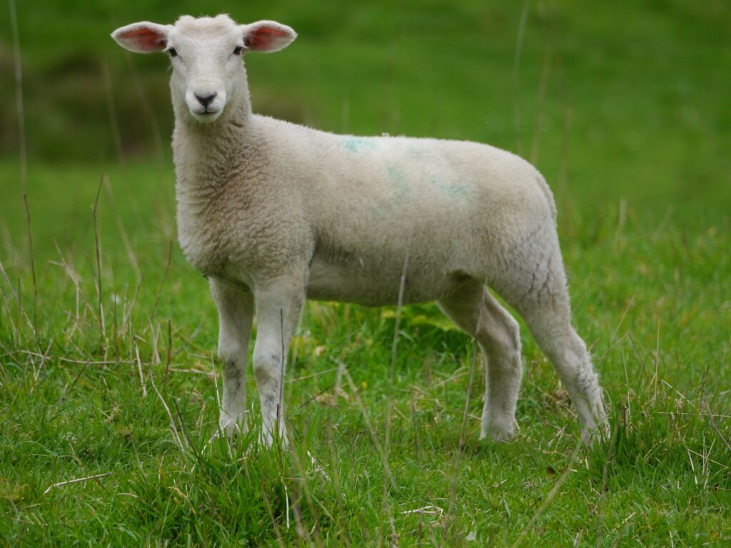 A sheep standing on a lush green field