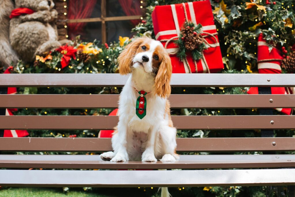 a dog sitting on a bench