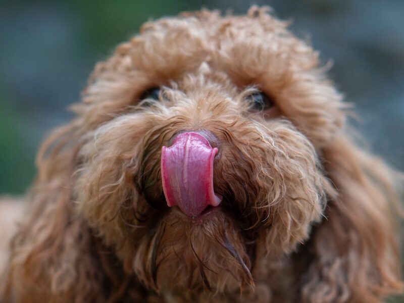 brown long coated small dog