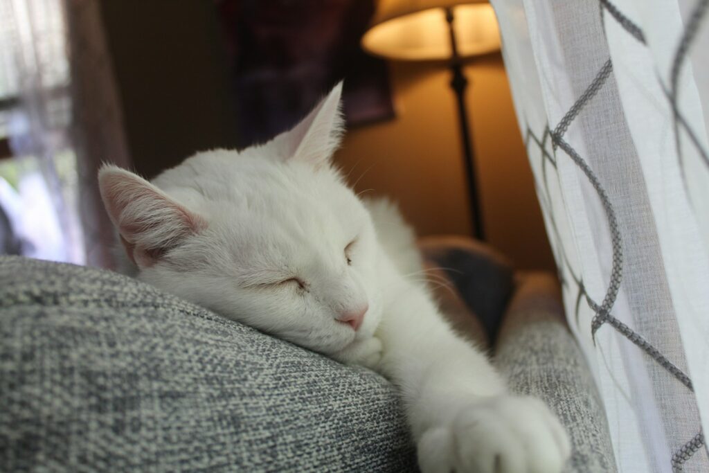 white cat lying on gray textile