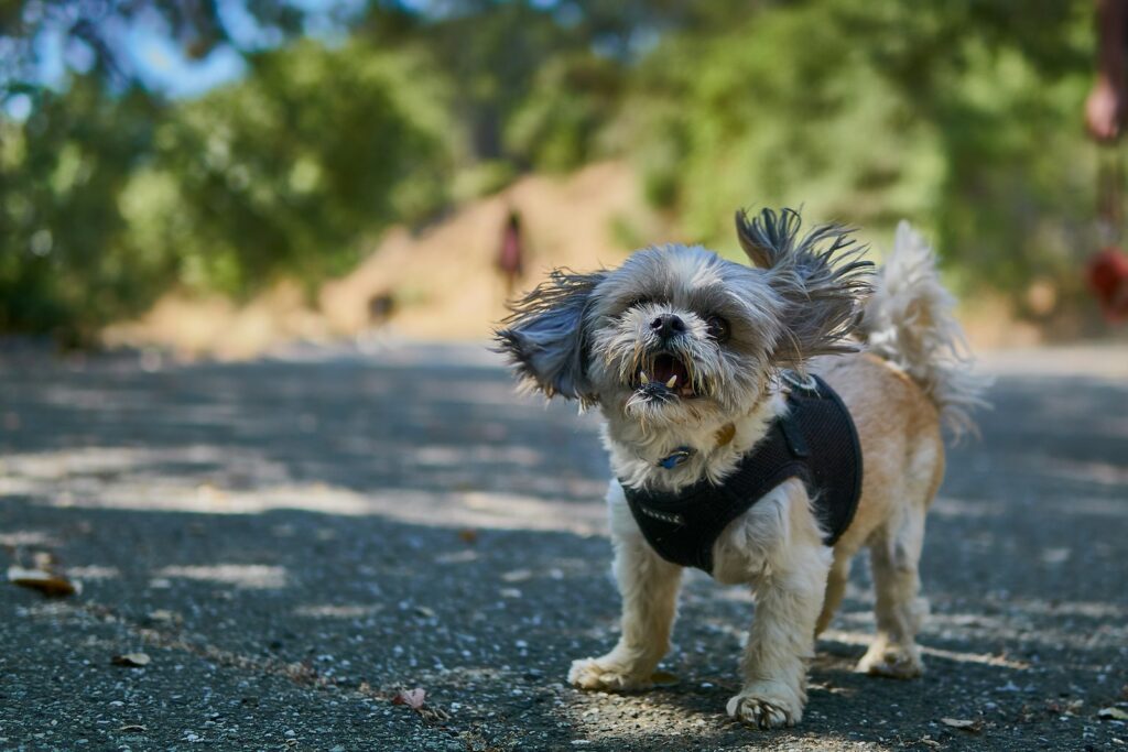 dog standing on road selective focus photography