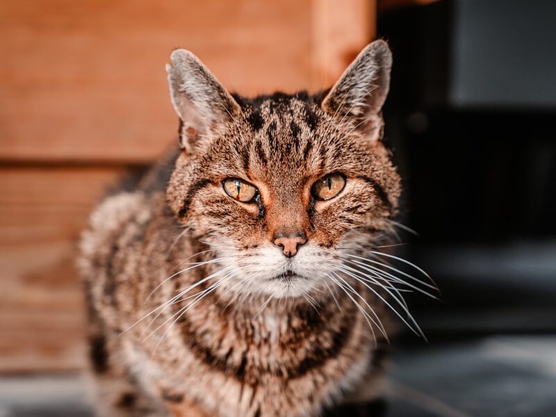 brown tabby cat on black wooden table