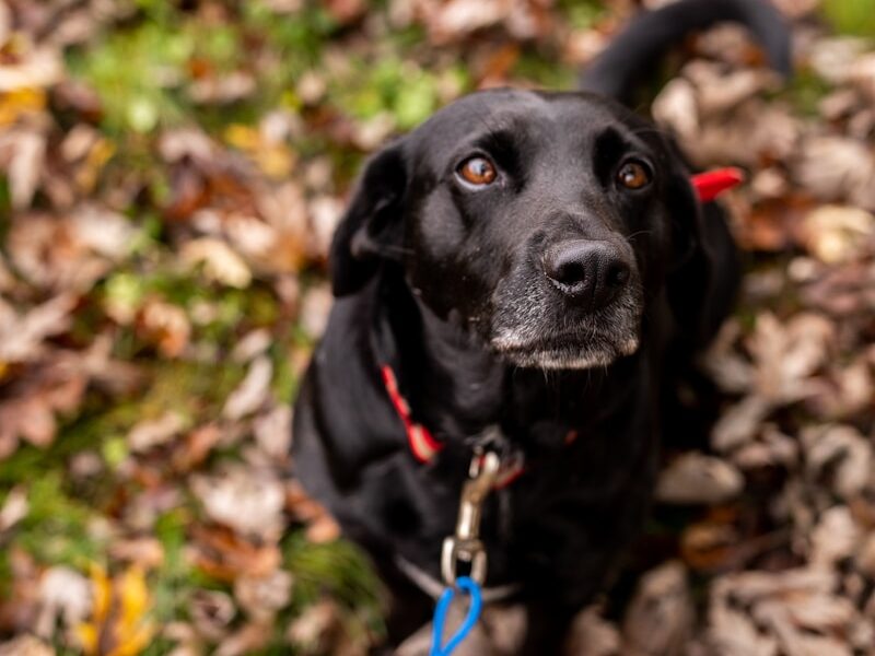 a black dog sitting on top of a pile of leaves