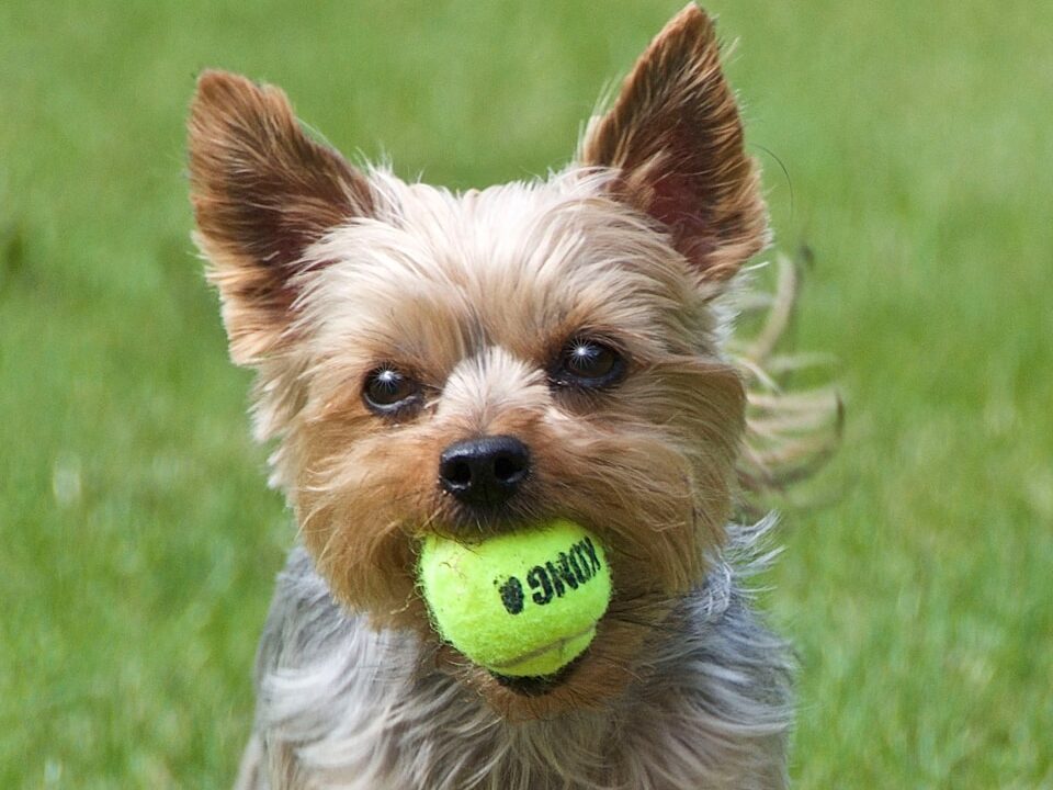brown and black yorkshire terrier puppy playing green tennis ball on green grass field during daytime