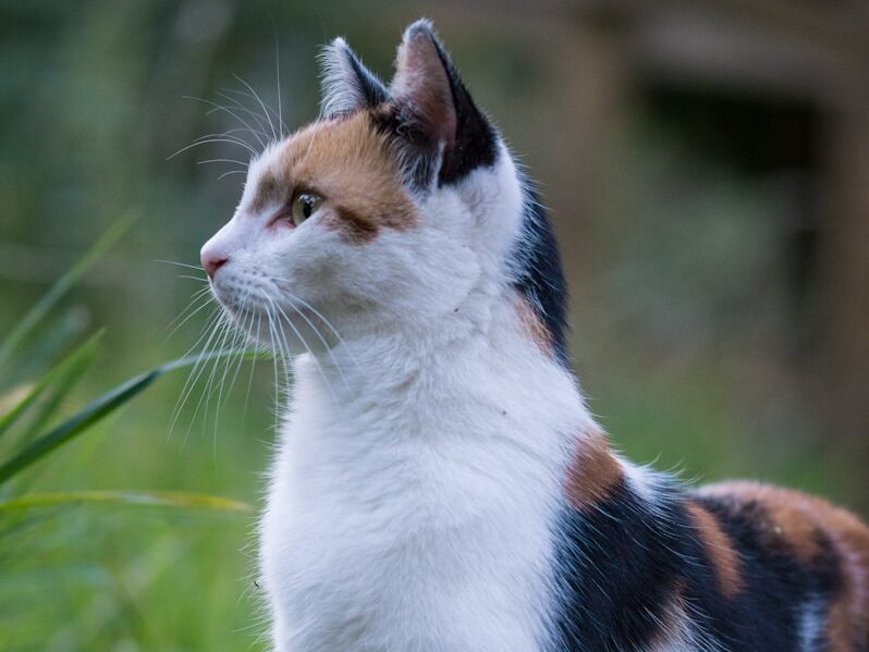calico cat