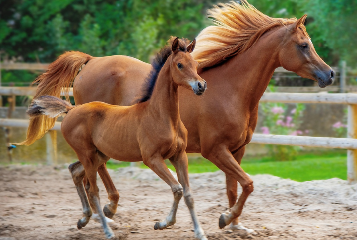 What The Horse Scene Looks Like In 20 U.S. States
