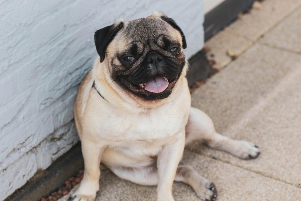 Charming pug sitting against a wall outdoors with a playful expression.